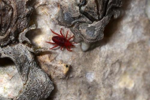 Neomolgus littoralis