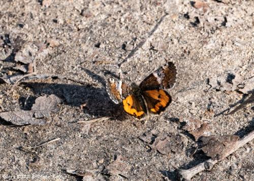 Archiearis parthenias