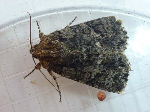 Réf. 299 700 : Acronicta rumicis