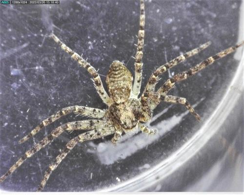 Philodromus margaritatus
