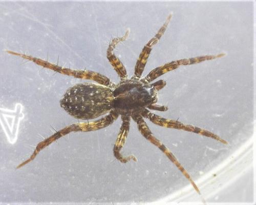Pardosa sp.