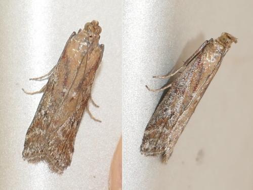 Delplanqueia sp.