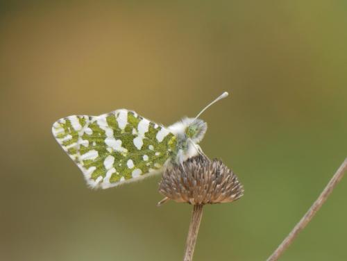 Réf. 299 169 : Euchloe crameri