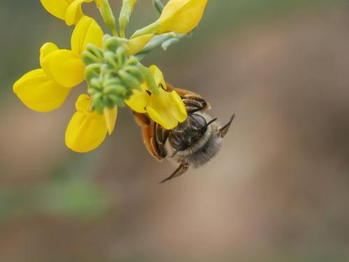 Anthophora sp.