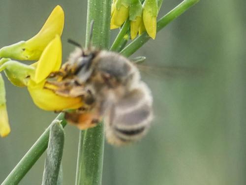 Anthophora sp.