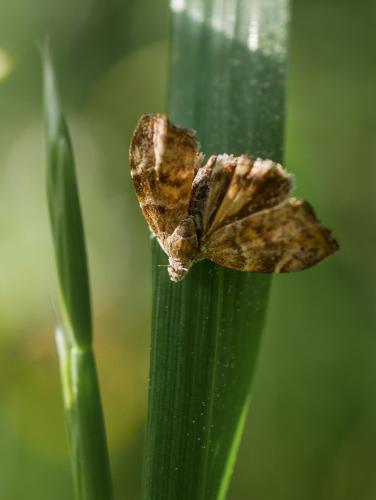 Réf. 299 772 : Choreutis nemorana