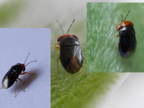 Réf. 299 602 : Geocoris erythrocephalus