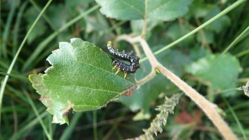 Nematus latipes