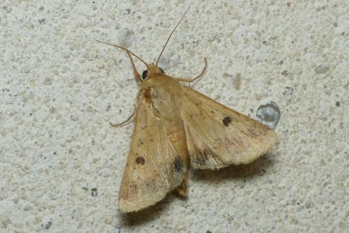 Réf. 299 523 : Helicoverpa armigera