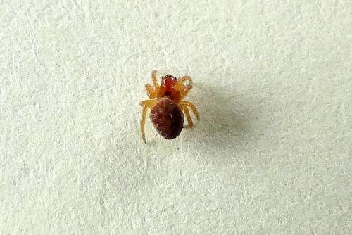 Araniella sp.