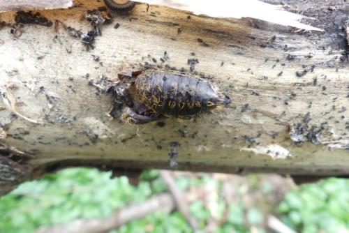 Lymantria sp.