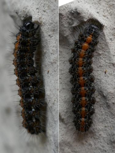 Euplagia quadripunctaria