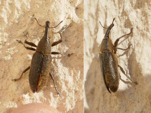 Réf. 299 749 : Lixus sp.