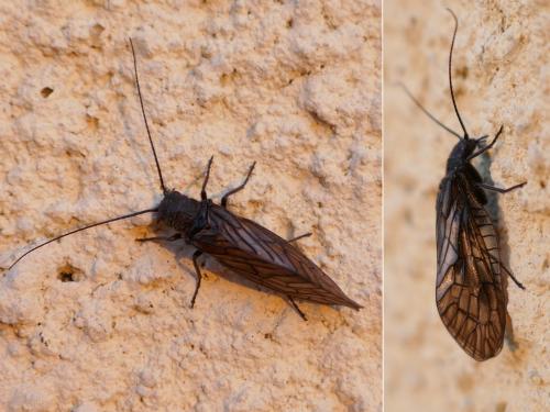 Sialis sp.