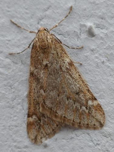 Alsophila aescularia
