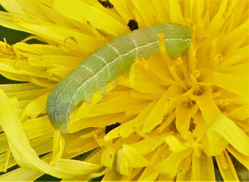 Réf. 299 856 : Agrochola lychnidis