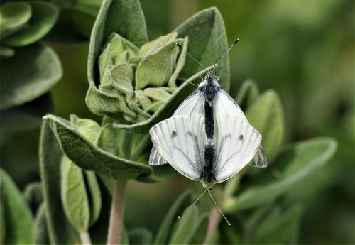 Pieris napi