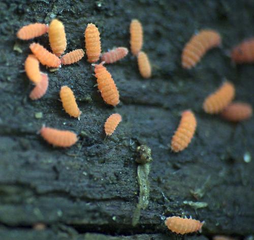 Bilobella aurantiaca