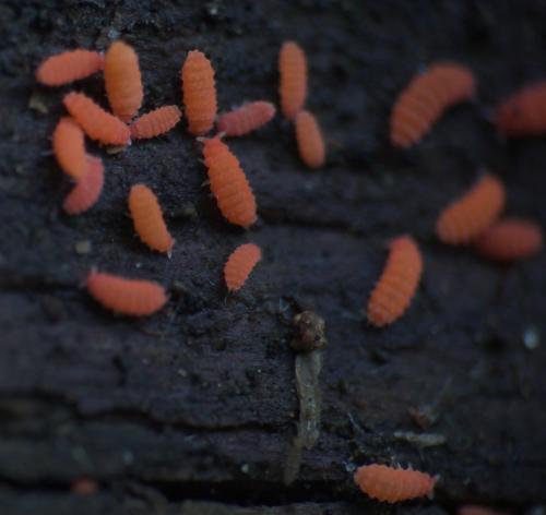 Bilobella aurantiaca