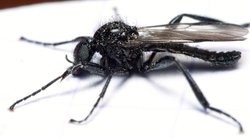 Bibio anglicus