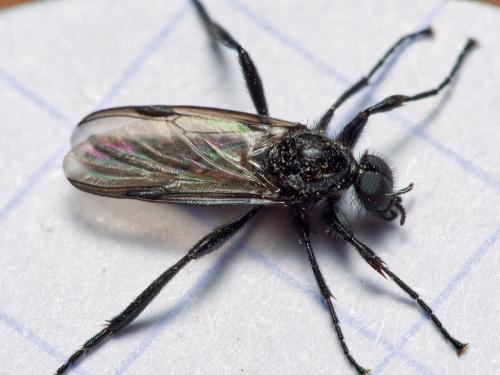 Bibio anglicus