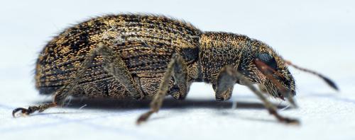 Réf. 299 341 : Polydrusus inustus