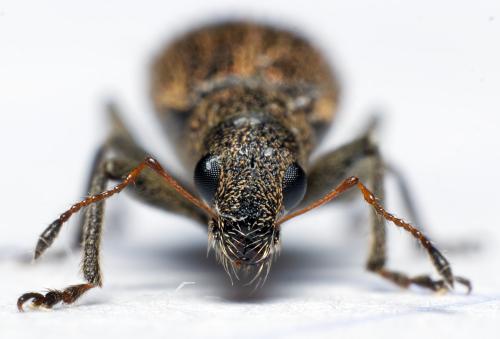 Réf. 299 342 : Polydrusus inustus