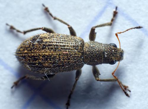 Réf. 299 340 : Polydrusus inustus