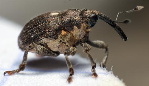 Glocianus punctiger