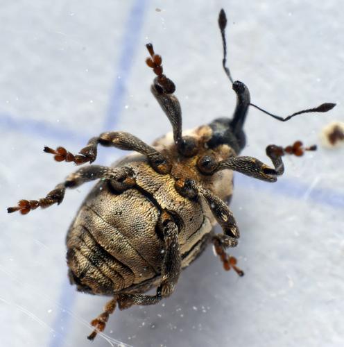 Glocianus punctiger