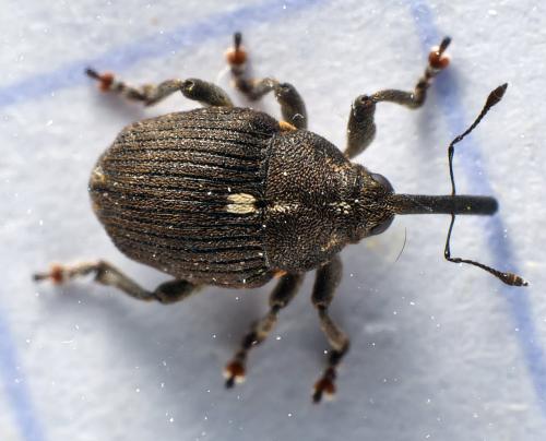 Glocianus punctiger