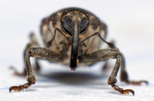 Glocianus punctiger