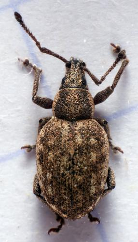 Réf. 299 313 : Peritelus sphaeroides