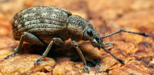 Réf. 299 315 : Peritelus sphaeroides