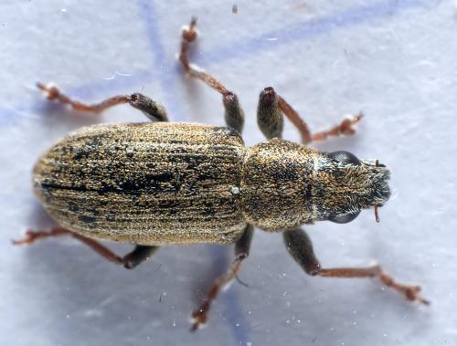 Sitona lineatus
