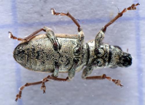 Sitona lineatus