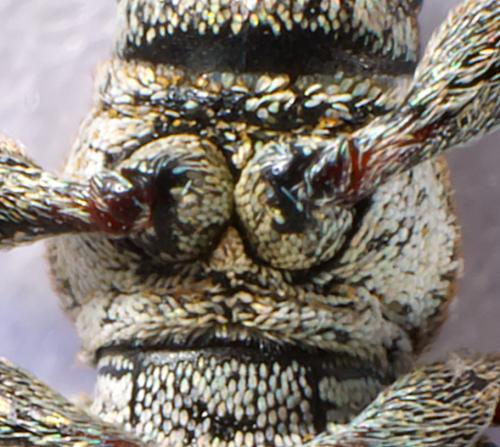 Sitona lineatus