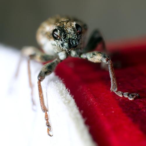 Sitona lineatus