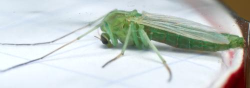 Réf. 299 144 : Chironomini inconnu