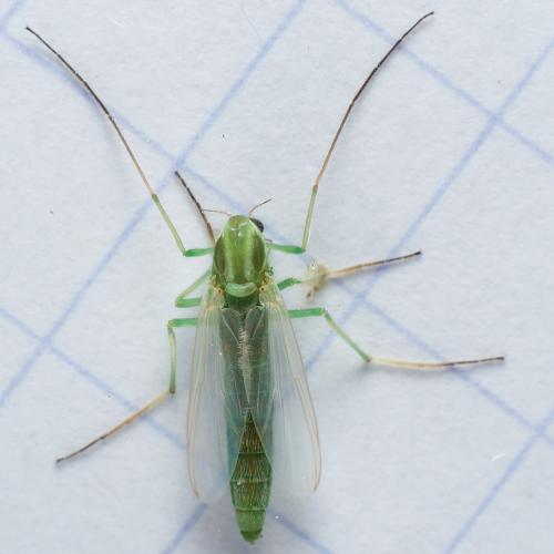 Réf. 299 142 : Chironomini inconnu