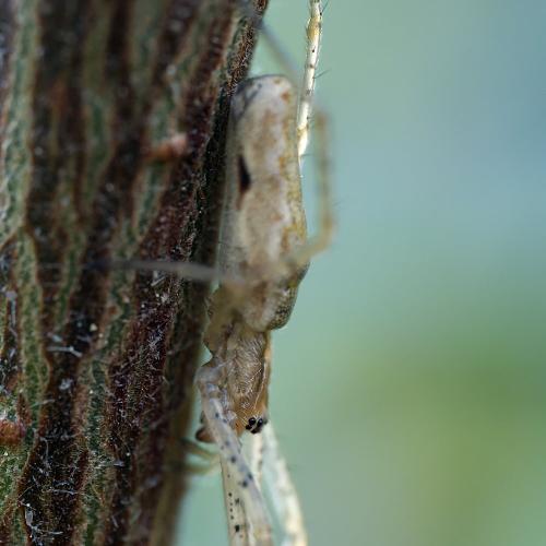 Tetragnatha sp.