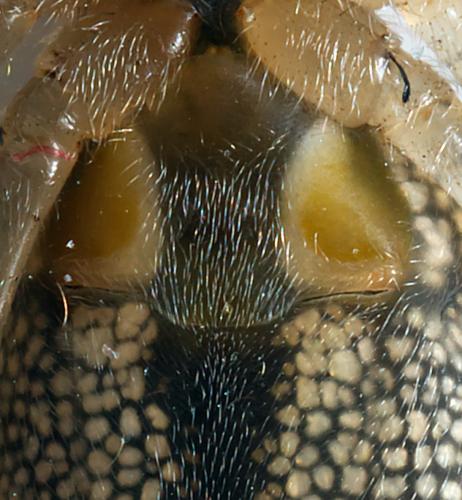 Tetragnatha sp.