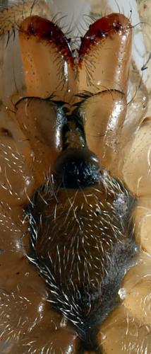 Tetragnatha sp.