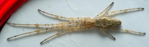 Réf. 299 023 : Tetragnatha sp.