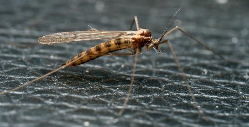 Réf. 299 088 : Trichocera annulata