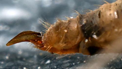 Trichocera annulata