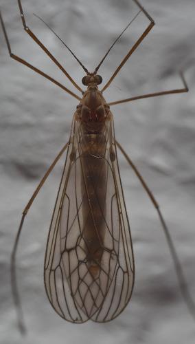 Réf. 299 087 : Trichocera annulata