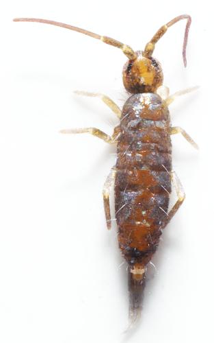 Tomocerus minor
