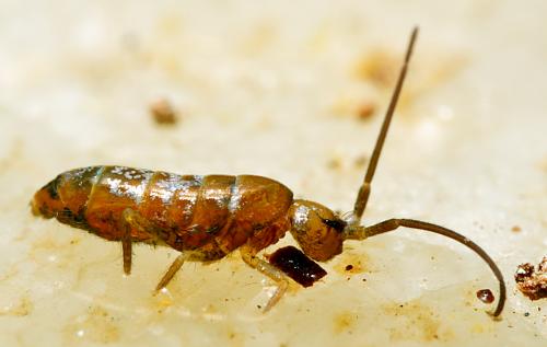 Tomocerus minor