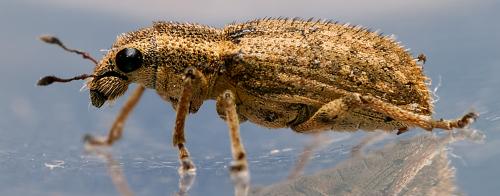 Sitona macularius